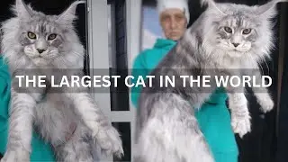 Мейн-куны: самые большие кошки в мире.