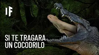 ¿Qué pasaría si te tragara un cocodrilo?