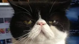 cat in VR talks about growing up
