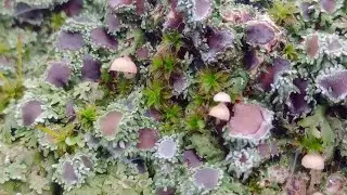 mycena corticola 🥰 .🐑🐑🍄🤠