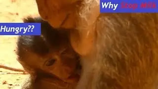 SAD Baby Monkey Daniela| Baby Hungry Feeding Mother Stop Feeding| Mother weaning Baby| Monkey Crying