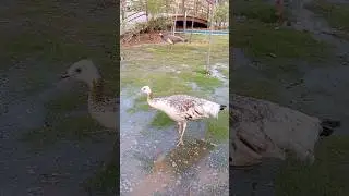 PEACOCK PARADISE#peacock #peacockdance #birds #pets #animals #trending #viral #shorts #reels #vlog