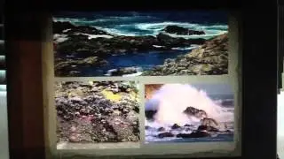 Rocky Intertidal