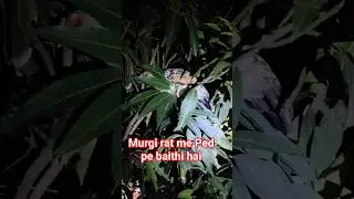 murgi rat me Ped pe baithi thi tabhi use #nature #trees #trending #viral #ytshorts