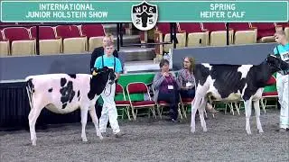1740 Junior Holstein Spring Heifer Calf