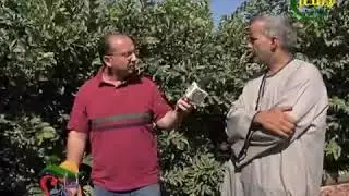 تعاني من مشاكل النيماتودا وموت أشجار الجوافة التي تشتهر به مدينة رشيد