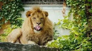 Top 8 Cinematic Lion Closeup Free Stock Footage Backgrounds | Premium Video Footage | 4K