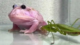 Praying mantis trying to eat a frog (live)