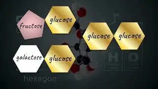 Sugar Building Blocks Explained (No Chemistry): Glucose, Fructose, Sucrose + More
