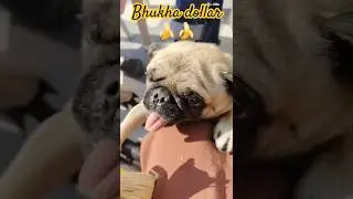 Banana lover 💕💕 #pug #pets #mypug #puglife #trendingshorts #reelsvideos 💕💕💕
