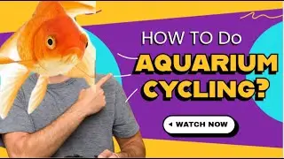 അക്വാറിയം സൈക്ലിംഗ് എന്നാൽ എന്താ?? How to do aquarium cycling, importance in fish hobby.