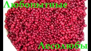 Брусника. 4 самых простых и быстрых способа консервации (без варки).
