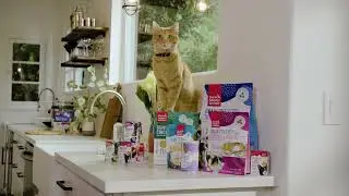 Introducing The World's First Fully Human Grade Cat Food Line | Healthy, Tasty Human Grade Cat Food