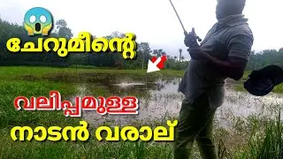 Kerala nadan varal fishing/snakehead fishing