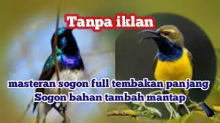 Tembakan Sogon bahan,sogon isian komplit,masteran sogon trotol,masteran burcil lengkap
