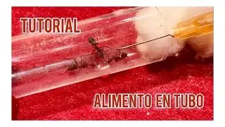 🐜 Como alimentar 🐜 en tubo de ensayo o jeringa #hormigas #tutorial #mudanza