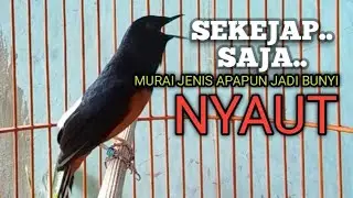 PANCINGAN MURAI BATU biar Emosi lawan jadi NYAUT BUNYI BONGKAR MATERI ISIAN 