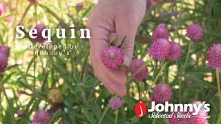 Гомфрена «Sequin» — разработано Johnny's