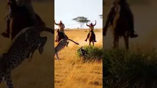 When a Leopard Struck, They Fought Back on Wild Savannah #leopard #wildlife #nature
