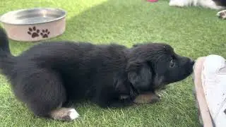 Meet Abby - Die zierliche, die Herzen erobert!