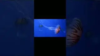 Glowing Star fish. March 12, 2022