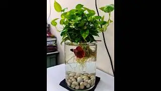 money plant act as a water purifier for betta fish🥰 #viral #fish #shortsvideo