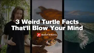 3 Weird Turtle Facts That&rsquo;ll Blow Your Mind