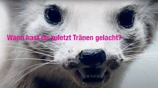 Die Tropen - Weniger (Lyrics Video)