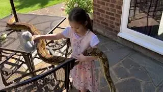 14ft Reticulated Python periscoping on 6 year old