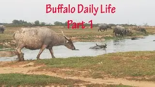 Buffalo Daily Life  - Eat Grass and Drink Water Part 1