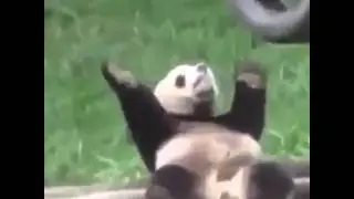 I'm in with the CoCo (panda)