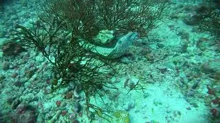 White Moray Eel Emerges from Cave, but Something's Not Right