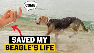 5 Important Commands that can Save your Beagle's life!