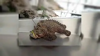 Otrovne životinje - najopasnije za ljude