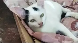 white cat is relaxing and so sleping