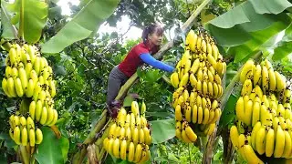 Harvesting Banana Goes To Market Sell, Vegetable Care | Tiểu Vân Daily Life
