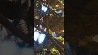 Dijemput 'Mantan' ^&Oslash;w&Oslash;^!! #NoAudio #ARKSurvivalEvolved #GamerSejati