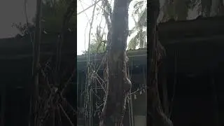 #dead#planttree #videoshorts