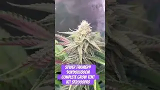 Spider Farmer&reg; 90X90X180cm Complete Grow Tent Kit SF2000PRO EVO 200W  #crazybud #420 #growled
