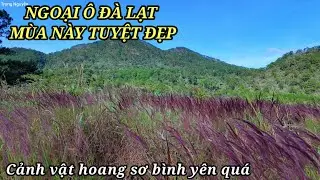Ngoại ô Đà Lạt mùa này đẹp quá cỏ hồng thác nước hoang sơ