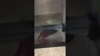Tigers first mate going for 2nd spawn