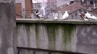 Plongeus Aydins.wmv