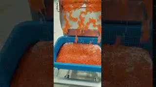 Wild BC Salmon Caviar - Creating Shoyu Marinated Ikura