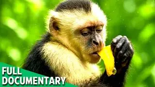 PRIMATE PHARMACY | Inside the Jungle&rsquo;s Hidden Medicine Cabinet