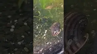 петушок кошмарит улитку