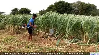 Agri World Brush Cutter | தீவனபுல் அறுக்கும் இயந்திரம் | The Agri World