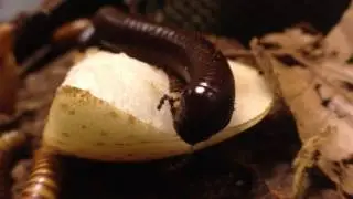 Chocolate Millipede for Sale