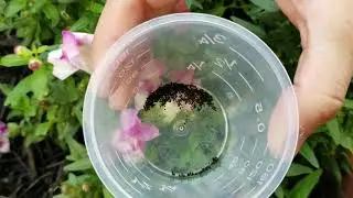 Collecting Seeds | Marigold Seeds | Snap Dragon Seeds | Cone Flower Seeds | Dianthus Seeds |& Squash