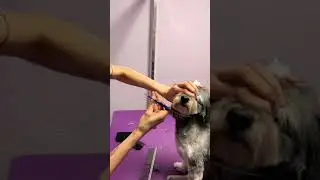 asia Style K&ouml;pfchen frisieren  #grooming #groomer #asiadog #bolonka