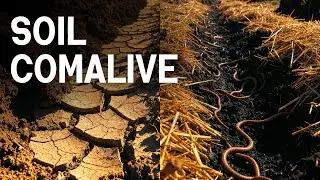 The Straw Secret Our Ancestors Knew &mdash; And Modern Science Finally Proves